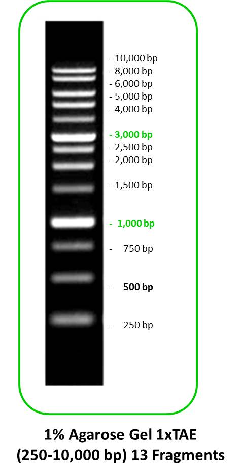 DNA Marker 1kb