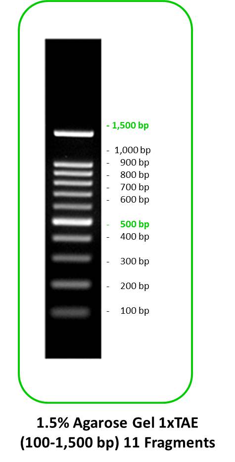 DNA marker 100bp